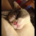 calvin norton - @calvin_norton - Twitter