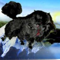 Wild yaks གཡག་རྒོད། (@wildyakstibet) Twitter profile photo