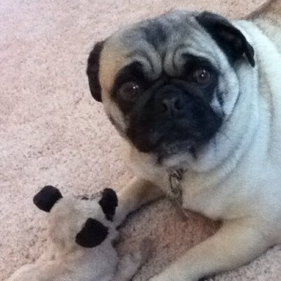 biggythepug's profile image