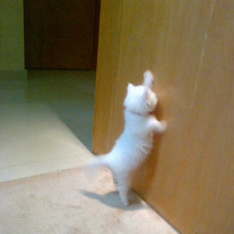 Hey all .. i'm from qatif i'm 14 Y.O  was  born in america 5/11/1998 and i love photography:3,#330