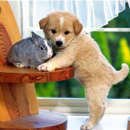 yodelprinsesjes's profile picture. 