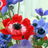 anemonex666