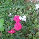 Laura Evers - @evers_laura - Twitter