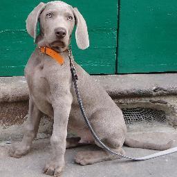 elpuccio's profile picture. io ed il mio Weim Baldo facciamo piccole incursioni per non rompere i maroni. senza impegno, ma con arguzia riferisco la notizia.