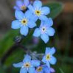 Un fiore reciso è un fiore morto