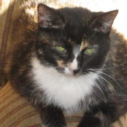 Little calico-tuxedo kitty, Born April 1, 1994 Became angel January 6, 2015, Reunited at RB with my sisfur Lacey. Elsie the Tuxie now in charge. Love yoo all!