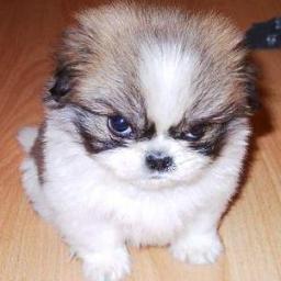 Skaltis's profile picture. #emojiBZH