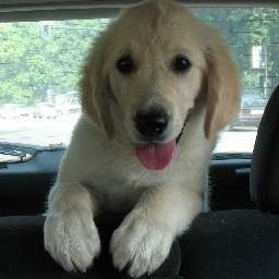 Born as a Rascal, they are trying to make of me a civilized dog. Follow me! :)