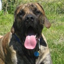 Bill Malcolm - @mastiff16 - Twitter