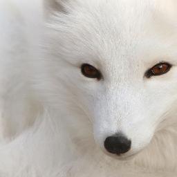 Franz_treviso's profile picture. 