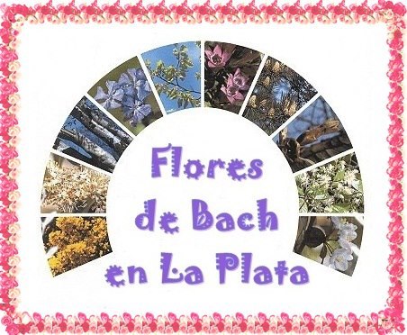 FLORES DE BACH, MEJORAN TU CALIDAD DE VIDA.
DIAGNOSTICO, TALLERES,CURSOS Y 
SEMINARIOS
http://t.co/ZGxNQhRH