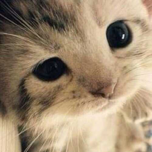 サブ犬さんのプロフィール画像