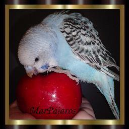 MarPajaros's profile picture. NINFAS, AGAPORNIS, PERIQUITOS... Fotografías.