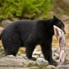 Taxidermist, I love bbq, I love the outdoors and I love sports.