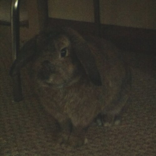 I'm Betty the house bunny! I love my mummy and daddy very much because what they dont realise is, I rule the house! Im a very mischevious, but loveable, bunny!
