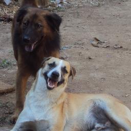 Atendemos a perritos y gatitos que han sido rescatados en situación de calle de Palo Verde y adyacencias, necesitamos urgente lugar a donde trasladarnos.