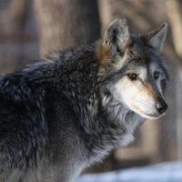 Storm of Wolves (@lupussemper) 's Twitter Profile