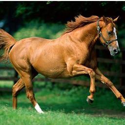 Per la lluita d'un TROT NET I JUST.