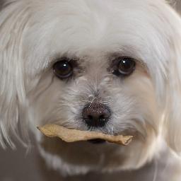 CellieKay's profile picture. My name is Cellie Kay.  I have 2 humans, #s 1 & 2.  They are easy to train when you know how.  And I do.  I love all dogs and most of them love me.