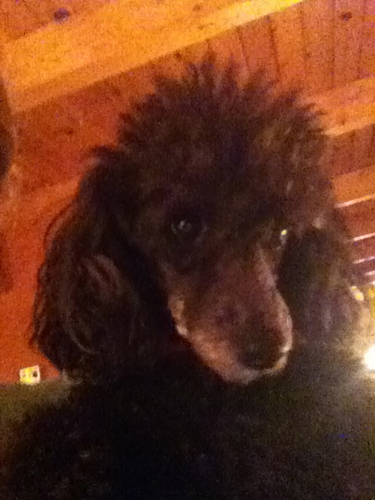 Adorable black toy poodle from Dartmouth. Looking for love, not another dawg
