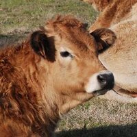 Trias Trueta (@triastrueta) 's Twitter Profile