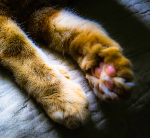 MeowMuseum's profile picture. MEOW MUSEUM - Curator of museum-quality cats for the sophisticated cat lover - Meow me your best picture - http://t.co/UVmAvyMM