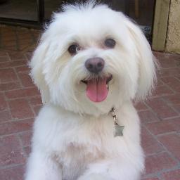 Maltese dogs are the best.