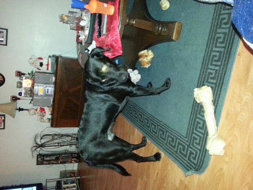 mikekrakoczki's profile picture. 