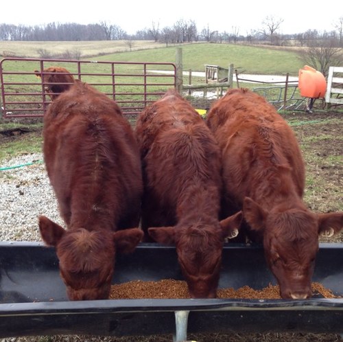 Faith, family, farm.