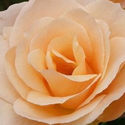 Morino Writer 正月飾りはいつまで飾っておくの 年明けから恥をかかないために お正月の正しいマナーをチェック Http T Co 9fruohnm Suumo Journalさんから Morino Writer 正月飾りはいつまで飾っておくの 年明けから恥をかかないために お正月の正しいマナーをチェック Http T Co 9fruohnm Suumo Journalさんから