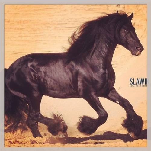 emmysally45's profile picture. Heyyy im emmy I go to na ❤ horses, i ride them too!!