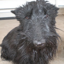 BostonNic's profile picture. 