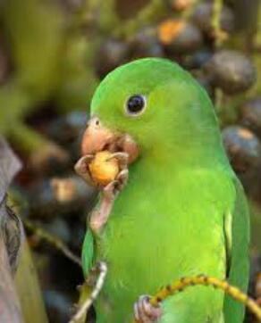 1 periquito verde comediante