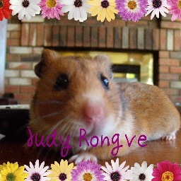 HamsterDiva's profile picture. Just a Little Ole  Prairie Rodent who dabbles in The Arts