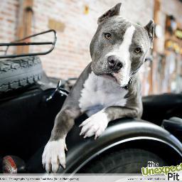 We are non profit that sells merchandise celebrating pit bulls. We donate 100% of our net profits to rescue, education, and advocacy organizations.