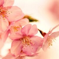 وفاء الشعلان .. (@wafaalshalan) Twitter profile photo