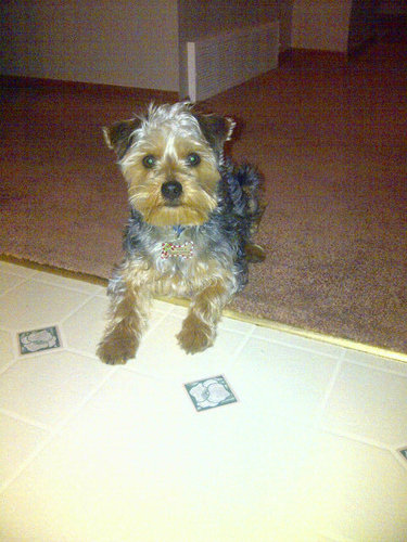 SCsenar's profile picture. I'm a Cancer Survivor! I Love Spending Time With My Husband n Son! I'm a fan of all kind of music #NASCARFOLLOWBACK Driver: Jeff Gordon #24