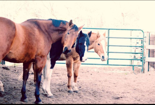 loveandhorse's profile picture. Wisconsin girl with a heart from the south.