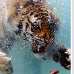 SoBonSocial's profile picture. When in the course of human events...