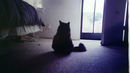 ChowCat4's profile picture. Tell me what u eat & I'll tell u what u r - Brillart-Savrin Discovering the world one adventure at a time. #Food #Organic #grassfed #Travel