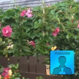 ShadowColumbus's profile picture. Use the ShadowMe app to Shadow this Timeline. Get the best Columbus insight around. ShadowMe is available on the App Store.