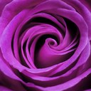 Stephanie Rood - @humanlady - Twitter