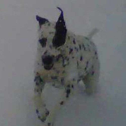 My name is Lucky, I am a 4 year old dalmation and I have a thing for poodles. I also have 3 brothers and 1 sister: Ace, Yeager, Shugo and Cassie.