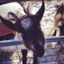 Wilson Craine (@craineium) Twitter profile photo
