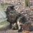 sharonrose2222's profile image