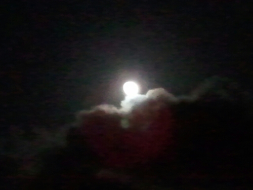 PMOE_pdx's profile picture. 