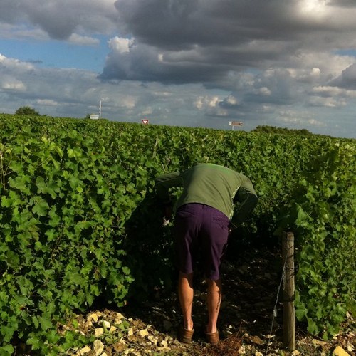 Vineyard owner, 10 acres over two sites in Buckinghamshire. @chaforwine