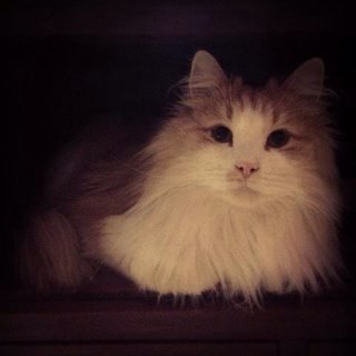 Me gusta salir al jardín, llueva o haga sol. Mi pasión son las croquetas. No me gusta que mi humana se vaya a trabajar.