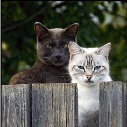 Мы - котики. Пишем о своей кошачьей жизни, радуем котиками в ленте. Фолловим-расфолловим взаимно.