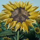 JoAnne Conte - @conte_joanne - Twitter